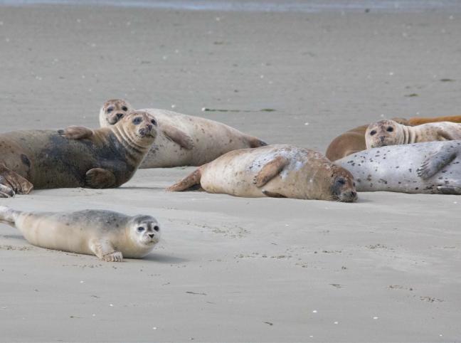 Seal safari from Yerseke